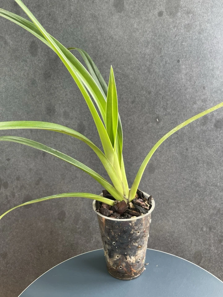 Phragmipedium longifolum, sehr wüchsig,  blühfähig und blühfreudig! - Bild 2 von 4
