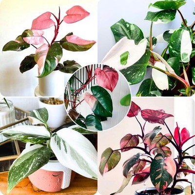 2 Assorted Princess Philodendron Plants, Variegated Leaf Houseplant