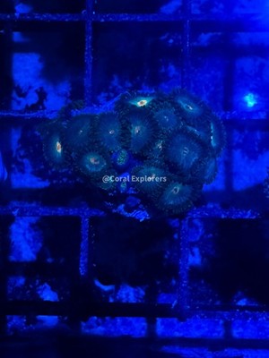 CE- WYSIWYG Mix Combo Zoa Zoanthid Frag Live Coral LPS SPS #R1GG2