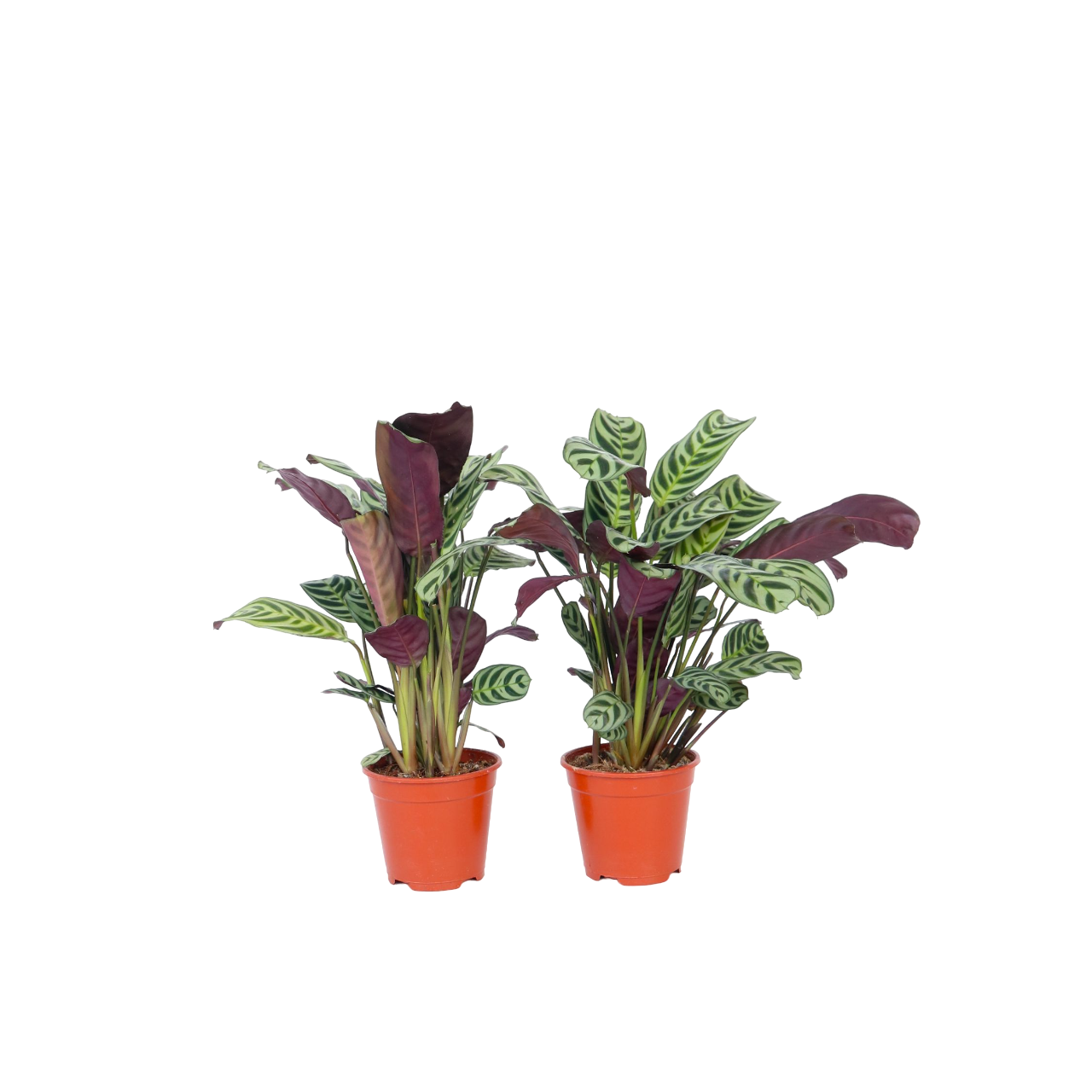 Pianta di preghiera - 2 Pezzi - Ctenanthe burle-marxii - Altezza 25-40cm - ⌀12cm
