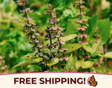 1000+ Licorice Basil Seeds | Rare Heirloom, Non-GMO, Herb Garden Seed Packet USA