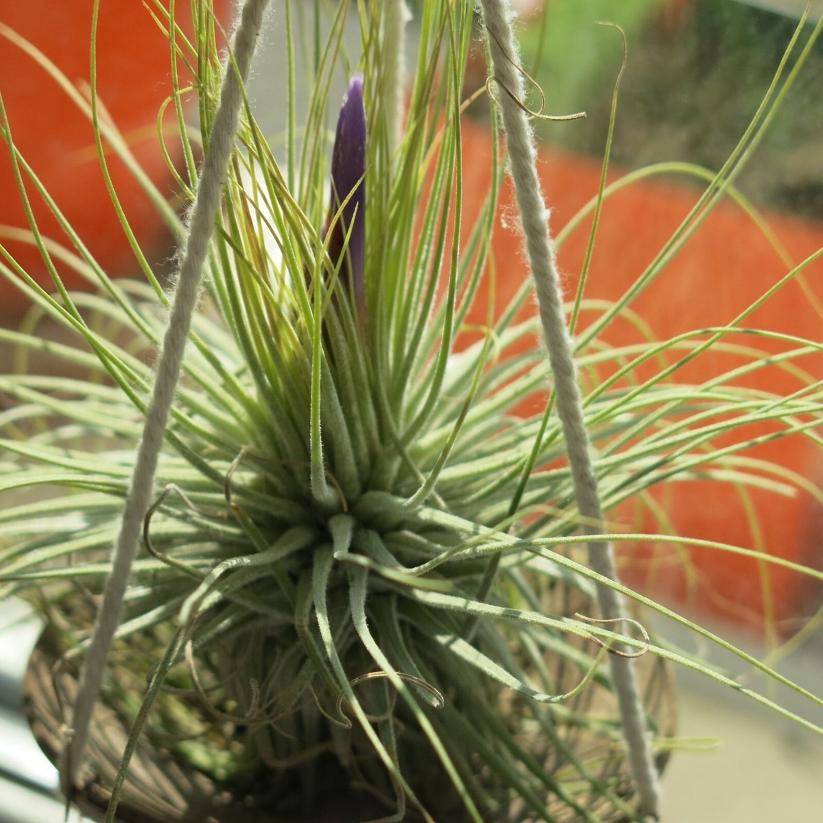 Rare Tillandsia 'Ionantha', Air Plant Seeds for Your Indoor Garden | eBay