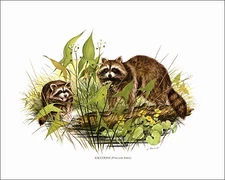 1979 Vintage Print Wild RACCOON Flowers Grass Painting Image by James Lockhart