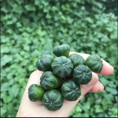 10pcs Astrophytum myriostigma Astrophytum asterias cactus Succulent plants 1-2cm