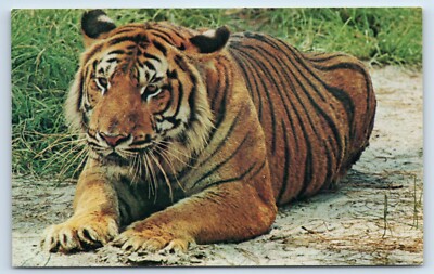 Asian Tiger c1960s Postcard