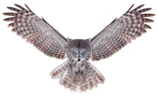 Power Great Gray Owl by Jim Cumming Wildlife Photography Giclee Print Ships Free
