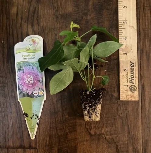 Incense Passion Flower Vine (Passiflora hybrid) - 1 TC Plant/Plug - 3-6 inches