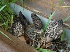 Sacchetto segatura spore funghi Morel NERO giardino kit coltivazione rende 5gal spedizione gratuita