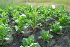 1000 Paris Wrapper Tobacco Seeds ~ Fast Growing Non-GMO Nicotiana Tabacum