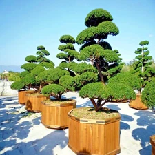 10 Japanese "Spreading" Yew (Taxus cuspidata) Tree Seeds, Bonsai or Landscaping