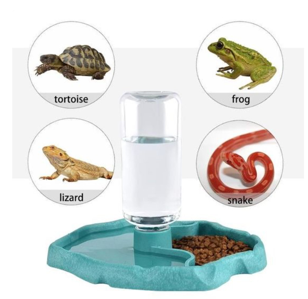 Mangeoire pour reptiles et distributeur d'eau pour tortue de terrarium