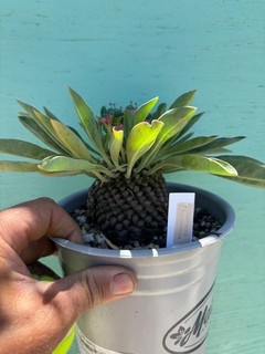 Euphorbia bupleurifolia caudex caudiciform rare succulent 1g