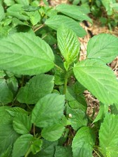 500+ or 1/2 tsp Saluyot Molokhia Egyptian Jute Organic Spinach Seeds W/ Tracking