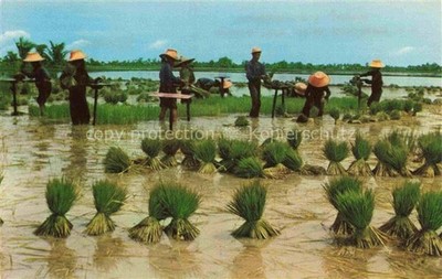Nakorn-Chaisiri Thailand Uproot rice sendings