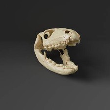 Northern Caiman lizard Skull Replica Museum Quality 