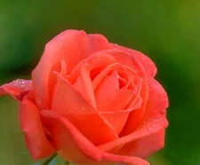 20 SEEDS for CLASSIC CORAL ORANGE RED Rose flower Bush exotic plant USA Seller