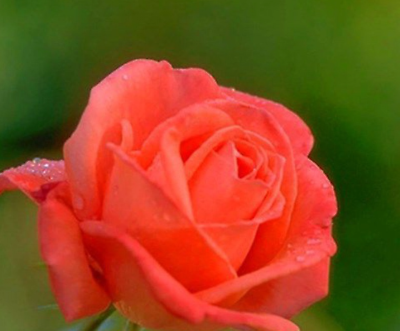 20 SEEDS for CLASSIC CORAL ORANGE RED Rose flower Bush exotic plant USA  Seller | eBay