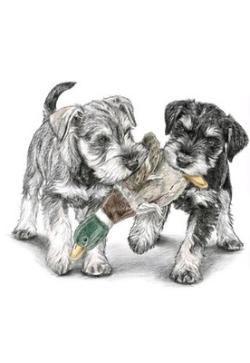 Shnouzer puppys playing with toy duck drawing  8x6 inch print 