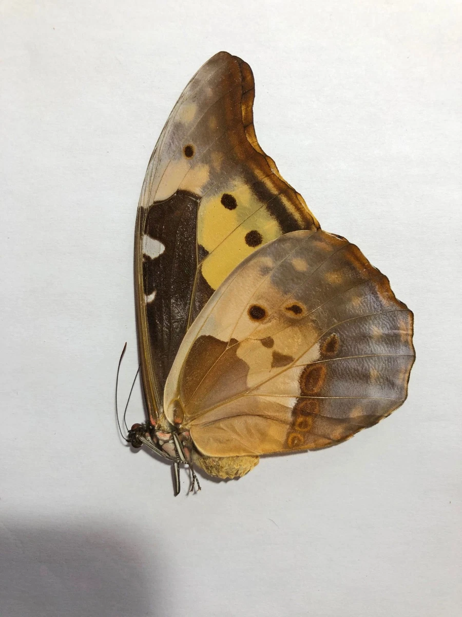 Morpho Rhetenor for sale | eBay