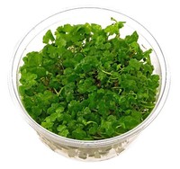 Hydrocotyle Sibthorpioides Tissue Culture Dwarf Pennywort Live Aquarium Plants Hydrocotyle Sibthorpioides Tissue Culture Dwarf Pennywort Live Aquarium Plants