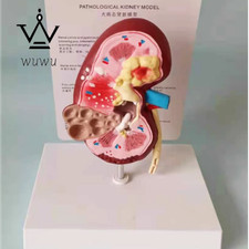 Pathological and Healthy Anatomical Model of Dog Veterinary Medical Model