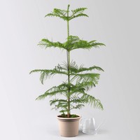 Zimmertanne, Topf-Ø 21 Cm, HöHe Ca. 90 Cm