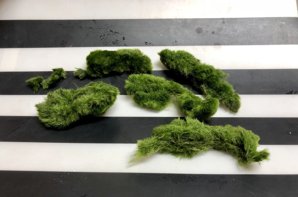 Marimo Moss 6 Balls Pieces 3cm-6cm Cladophora Live Plant Aquarium in USA. - Image 2 of 4