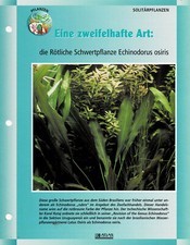 The Reddish Sword Plant Echinodorus osiris / Aquarium Info Card