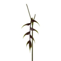 Artplants KüNstliche Helikonie Menju, Burgunderrot, 55Cm