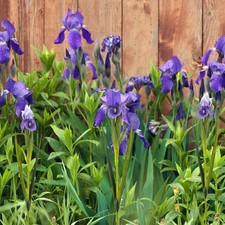 OBDXZHC 6 Pcs 23.6 Artificial Iris Flowers Real Touch Faux Long Stems Fake Pu...