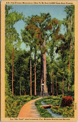 Longwood Florida~ The Big Tree ~Cypress Methuselah~1935 Linen Postcard