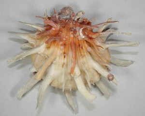 SPONDYLUS-LEUCACANTHA-130mm-SUPER-CHOICE-RED-SPECIMEN-Loreto-Baja-Sur-Mexico