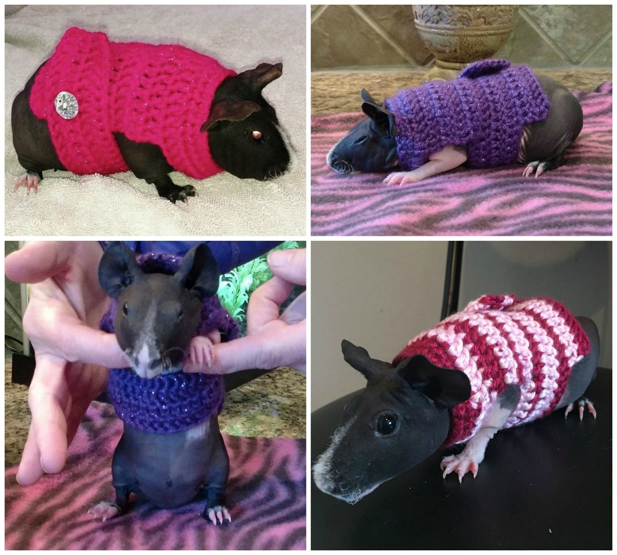 Guinea Pig Shark Costume, Guinea Pig Clothes, Skinny Pig Sweater, Hairless  Pig