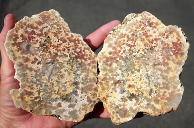 Fossil Cycad    Polished Havles of a Root Section      3 pounds 2.1 oz.