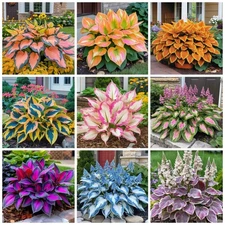200+ Hosta Seeds Perennial Hosta Seeds for Planting Outdoor Garden