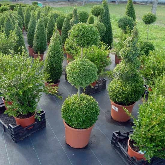 Buchsbaum Trio-Kugel auf Stamm 90-100cm o.Topf- Premiumqualität - Container 12L - Bild 4 von 4