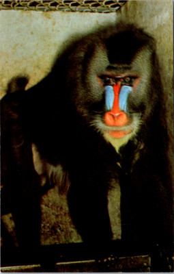 Vintage Postcard Monkey Jungle Miami Florida Wild Mandrill Baboon