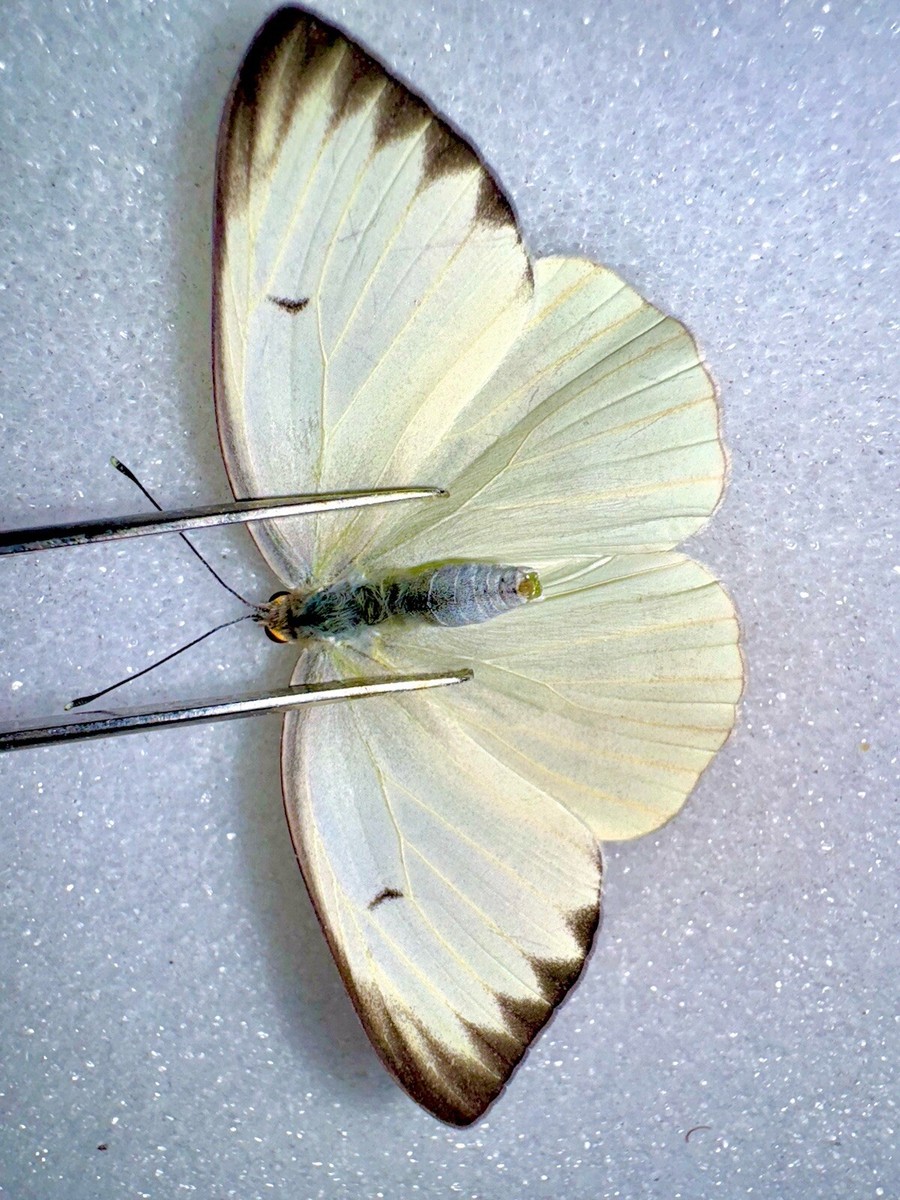 FARM RAISED A-1 Female SOUTHERN WHITE BUTTERFLY - Ascia monuste | eBay