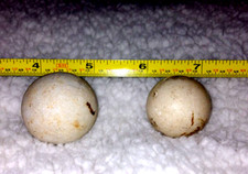 VINTAGE 2 LIMESTONE HEAVY CLAY MARBLES 1 5/16"  1 3/16" SHOOTERS 1890s RARE