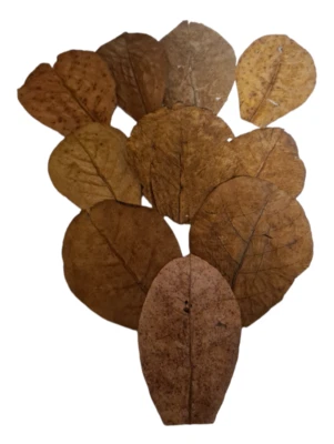 AQUAJAMA Seemandelbaumblätter 10 Stück 10-15cm Garnelen Aquarium Krebse Catappa Leaves