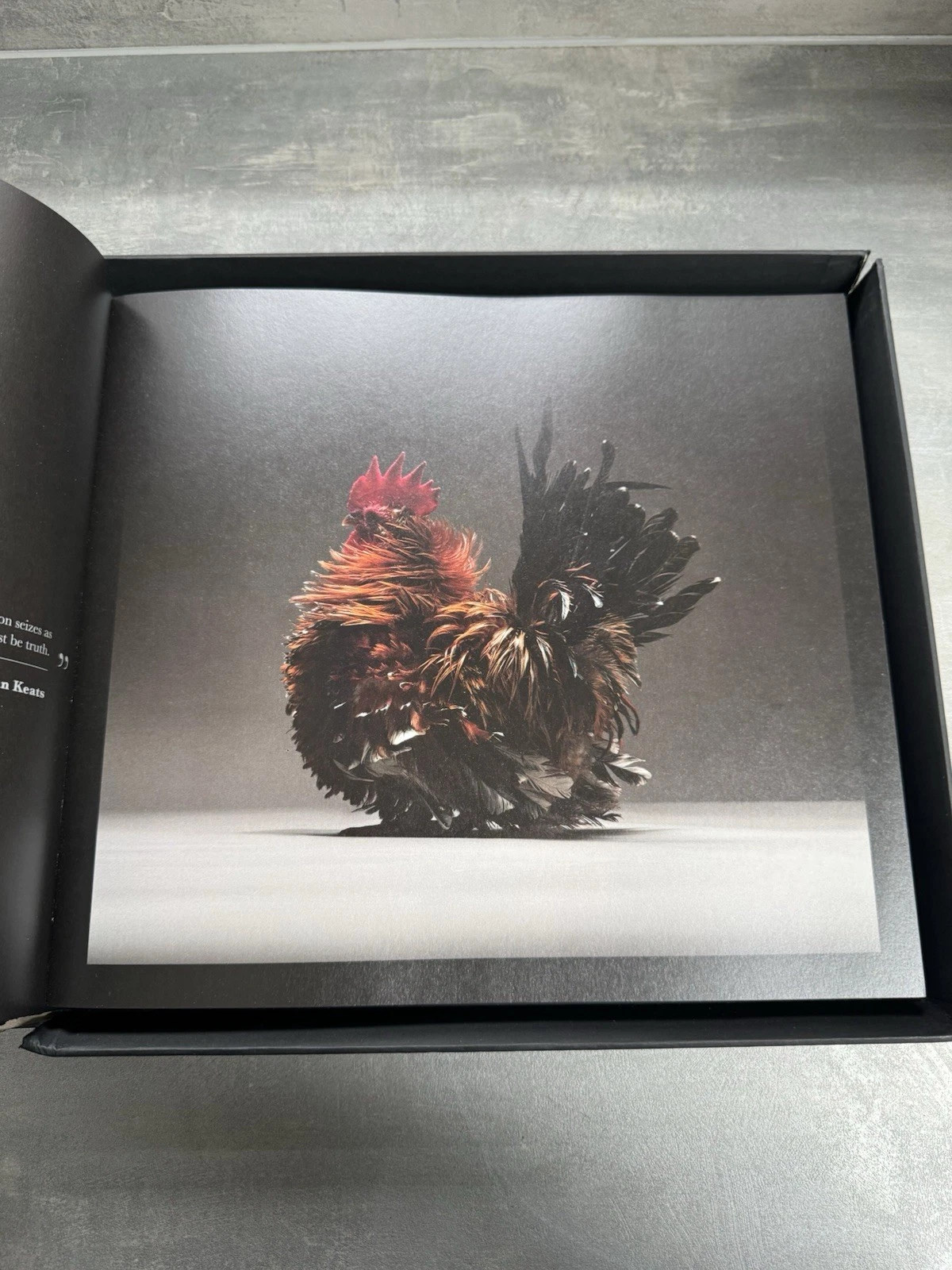Chicken The Chicken Book The Most Beautiful Chickens in The World Matteo Limited 7
