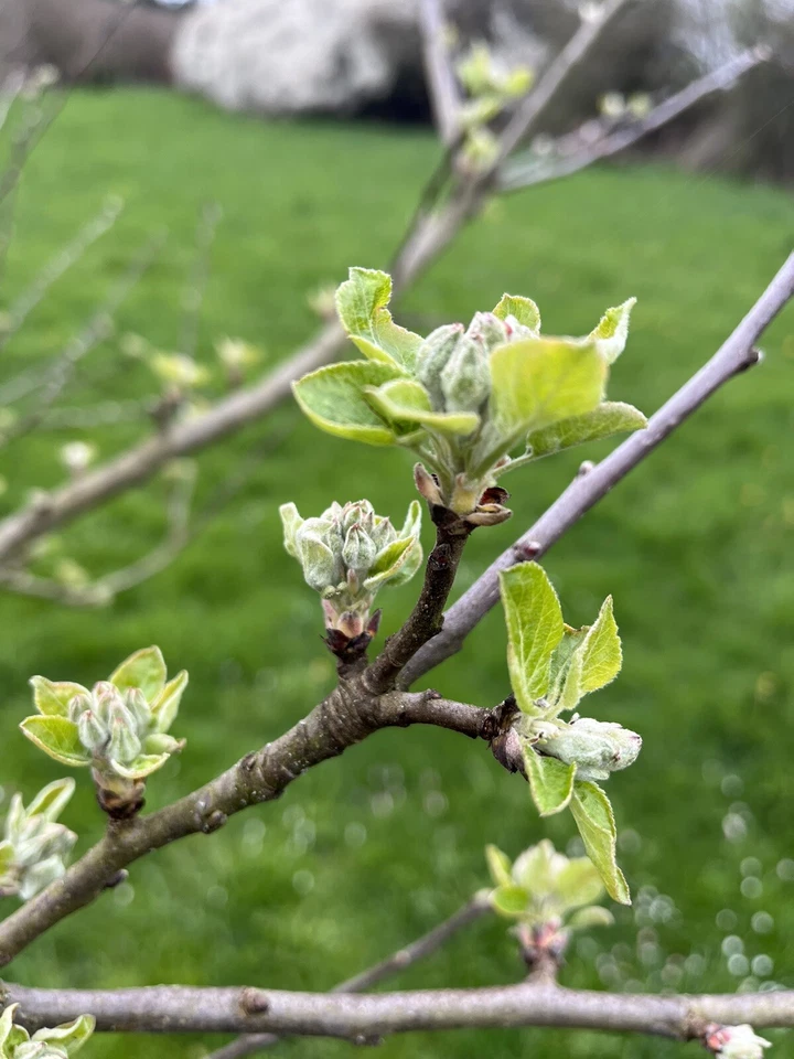 Apfel 🍎 🍏 Äste, Zweige Nager, Pferde, BIO,Bastelholz Knabberholz 800Gramm - Bild 2 von 4