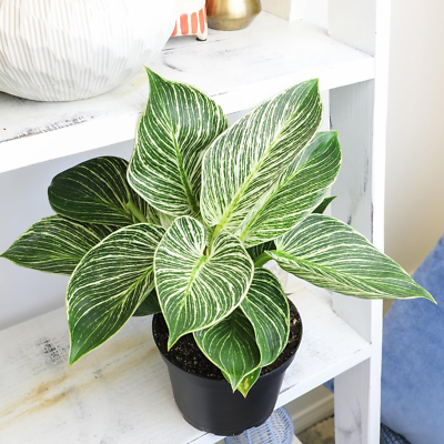 Birkin Philodendron in 6 Inch Pot for Indoor Plants Live Houseplants,  Office ... | eBay