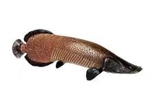 Arapaima Gigas Fish Sea Animal Figure Toy PVC Doll Small Figurine Birthday Gifts