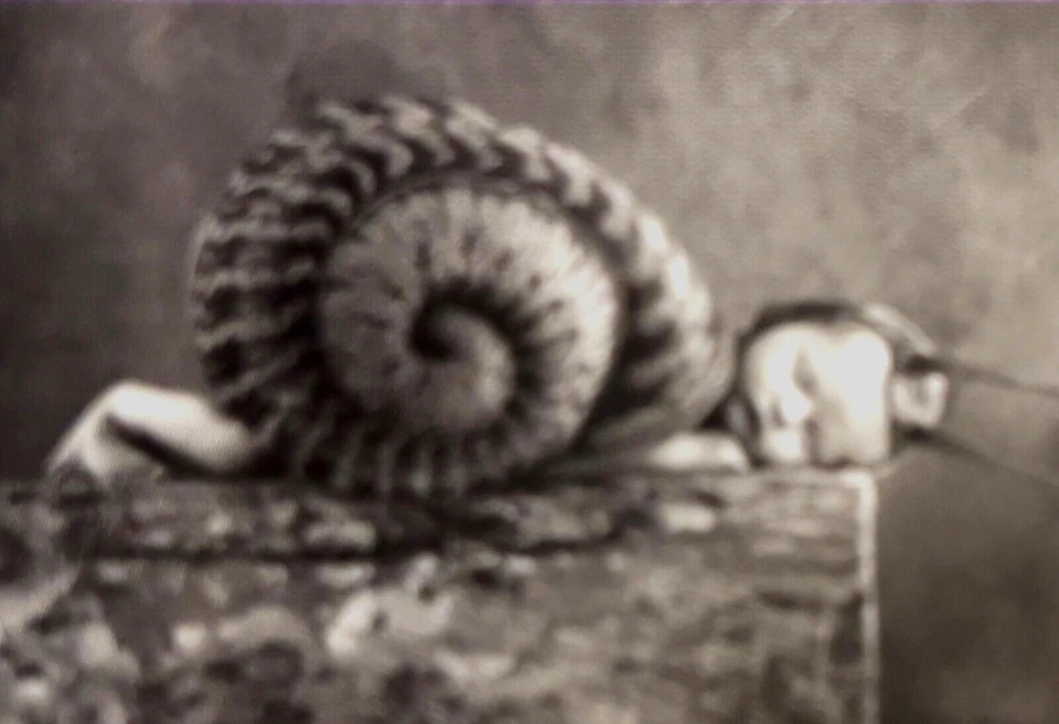 Anne Geddes 500 piezas nuevas. Puzzle Caja Sellada (Caracol Bebé) Foto 3 de 4