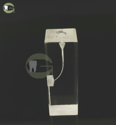 Dental Study Model Endodontic Rotary Files Practice Block Endo Dentist file