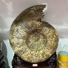 54.45lb Large Natural Ammonite Fossil Quartz Crystal Specimen Healing