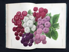 1885 L'illustration horticole par Linden - botanique horticulture - Planches