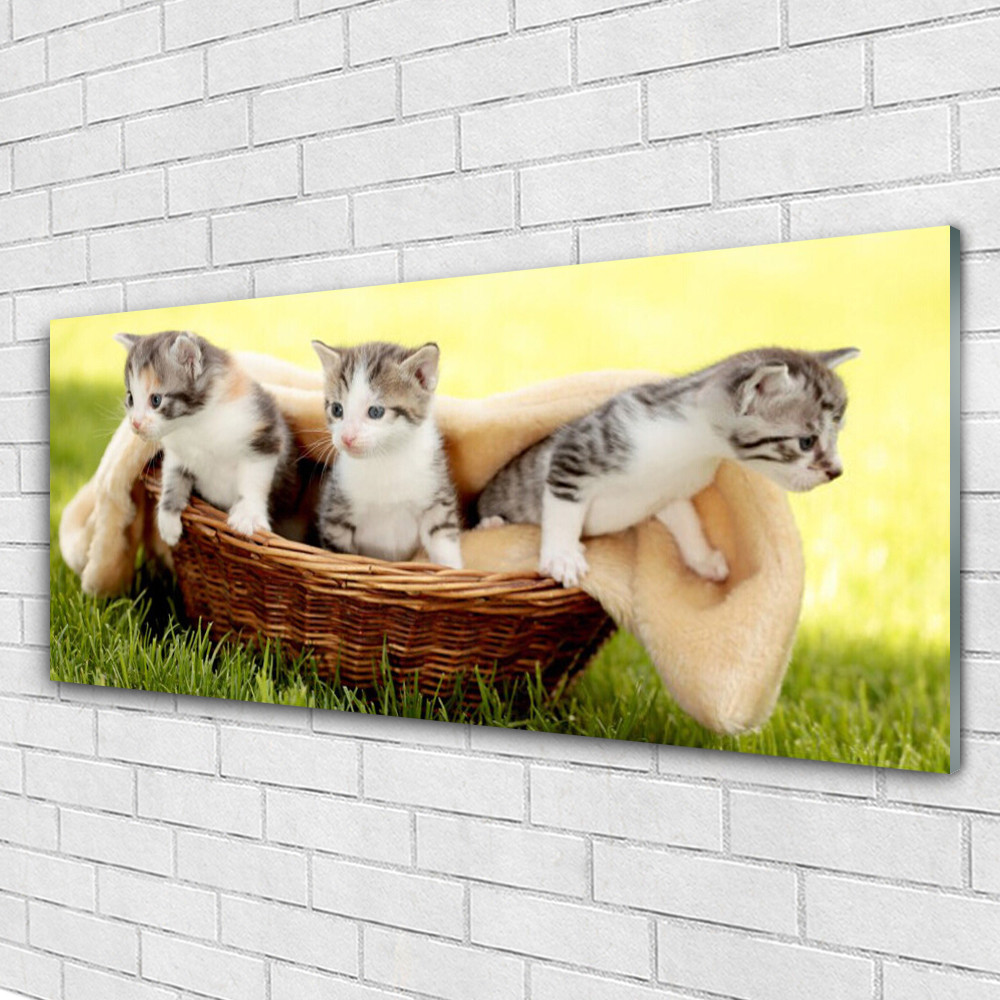 Tableau animaux chats impression plexiglas de qualité galerie d'art 125x50 cm