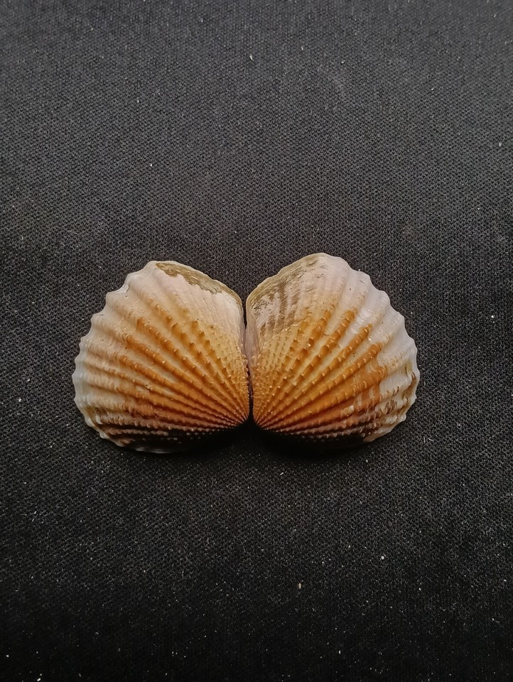 RARE neotrigonia margaritacea cockle sea shell 33mm.Collectors sea ...